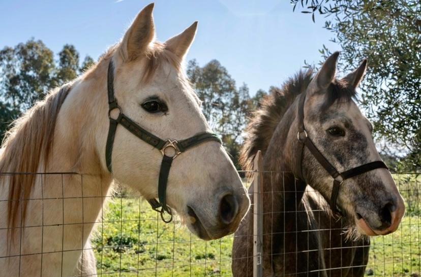 Casa Provence Family & Friends Mare & Natura Alghero Bagian luar foto